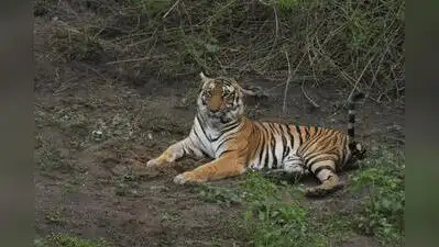 A preliminary state-level analysis of tiger images collected during the All-India Tiger