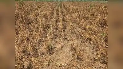 Soybean farmers from Marathwada have suffered severe yield loss this: The wider industry impact