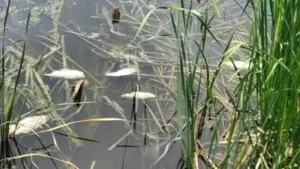 Locals alleged that discharge from the industrial area was polluting: The wider industry impact