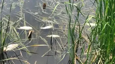 Locals alleged that discharge from the industrial area was polluting: The wider industry impact