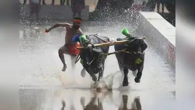 Mysuru: As a prelude to Mysuru Dasara ’s first Kambala event, two pairs of buffaloes sped down