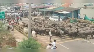 Farmers staged a protest by lining up buffaloes on the road near Mavinkatte Gate in Hosadurga