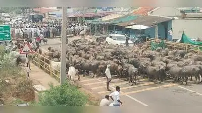 Farmers staged a protest by lining up buffaloes on the road near Mavinkatte Gate in Hosadurga