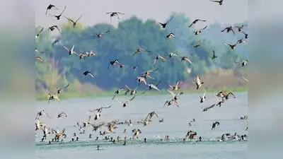 Pilibhit's Ramsar bid stalls as irrigation dept withholds dam data: The wider industry impact