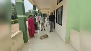 Haveri : An Indian pangolin made an unusual appearance at a PWD: The wider industry impact