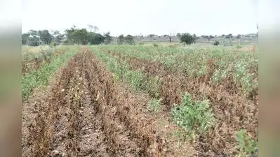 Marathwada crop-loss survey nears completion, 84% panchanamas done, Jalna lags among eight districts