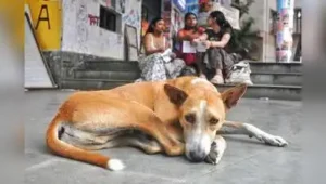 “These zones will be used for feeding of stray dogs and other animals until dog shelters are