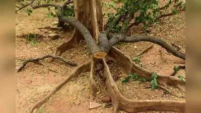 Keralam forest officials register case after nine sandalwood trees smuggled