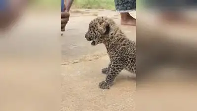 Frequent leopard sightings in Nelamangala taluk on the outskirts of Bengaluru have triggered