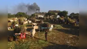 Latur police direct sugar mills to fit reflectors on cane transport vehicles