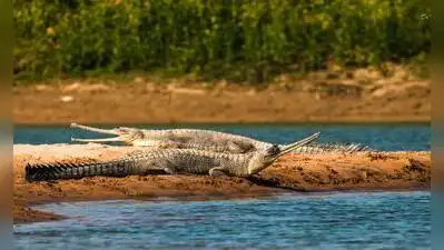 Forest department, WWF to survey gharials released in Ganga: The wider industry impact