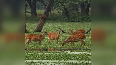 Audit of conservation impact at 58 Indian tiger reserves begins