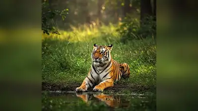 Audit of conservation impact at 58 Indian tiger reserves begins