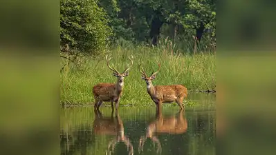 Audit of conservation impact at 58 Indian tiger reserves begins