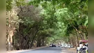 Mysuru's green cover stands at just 13.3%: The wider industry impact