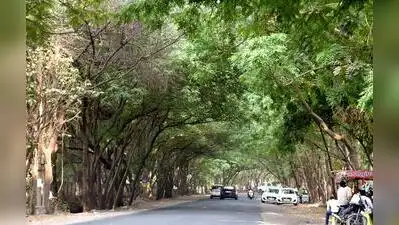 Mysuru's green cover stands at just 13.3%: The wider industry impact