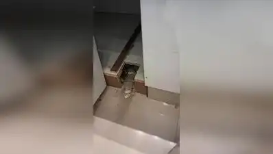FDA on Thursday sealed a sweet shop in Bhiwandi after a video showing a rat moving
