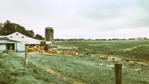 As per Farm and Dairy, Perkoski’s dairy installation comes: The wider industry impact