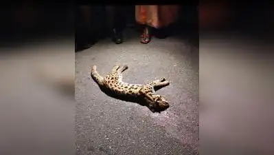 Idukki : A leopard cat was reportedly killed after being hit by an unidentified vehicle near