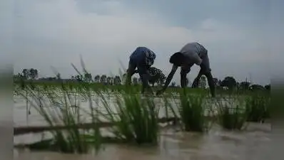 More than 2,400 rice mills across the state have been affected as: The wider industry impact