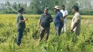 Fence blocks tigress, cubs' return as Pilibhit harvest peaks