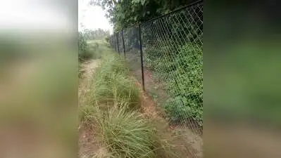 Fence blocks tigress, cubs' return as Pilibhit harvest peaks