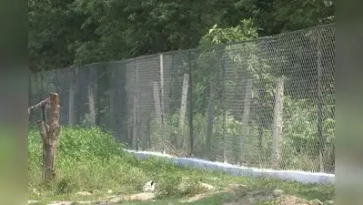 Fence blocks tigress, cubs' return as Pilibhit harvest peaks