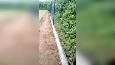 Fence blocks tigress, cubs' return as Pilibhit harvest peaks