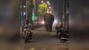 Wild tusker strays into Puranpur town, causes panic