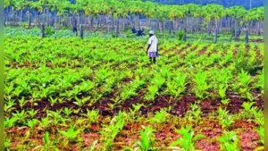 Karnataka Rajya Raitha Sangha state president Badagalapura Nagendra: The wider industry impact