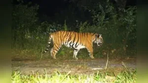 Tiger kills cow in Kodagu village