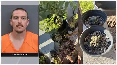 A Florida man sold hallucinogenic cacti and mushrooms on Facebook Marketplace, receives arrested