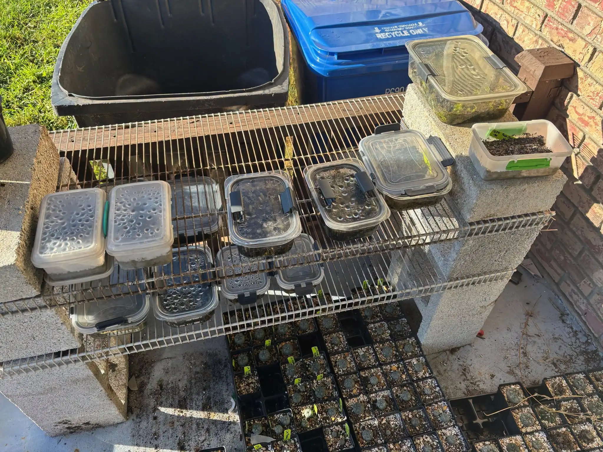 A Florida man sold hallucinogenic cacti and mushrooms on Facebook Marketplace, receives arrested
