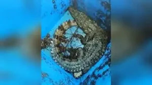 Kanpur: A crocodile strayed into Varuna Boys Hostel at CSA: The wider industry impact