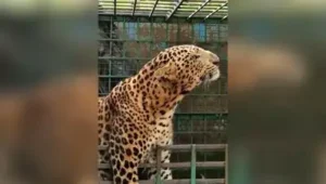 A two-year-old boy from Nhalewadi village in Satara district died after a leopard attacked him