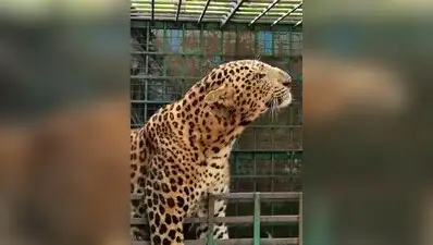 A two-year-old boy from Nhalewadi village in Satara district died after a leopard attacked him