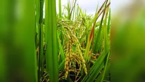 Flooded paddy fields release methane, while the electricity required: The wider industry impact