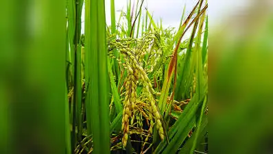 Flooded paddy fields release methane, while the electricity required: The wider industry impact