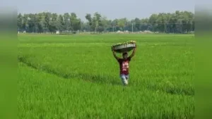 With Telangana accounting for more than half of the country’s rabi: The wider industry impact