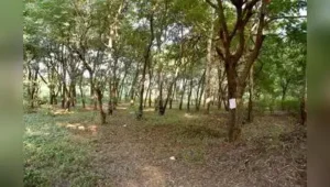 “We have decided to develop the proposed Sadhugram at Tapovan without cutting the trees as