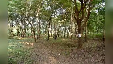 “We have decided to develop the proposed Sadhugram at Tapovan without cutting the trees as