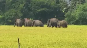 Elephants have frequented the region for the past three years and are believed to be reclaiming