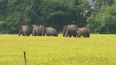 Elephants have frequented the region for the past three years and are believed to be reclaiming