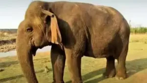 Captive elephant dies after lightning strike in Kerala