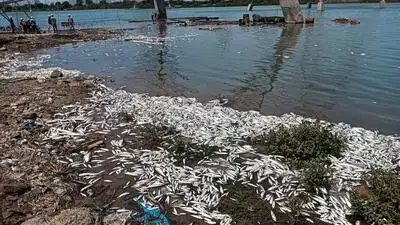 Chennai: Fishermen from eight Ennore hamlets plan to block sewage entry points into the creek
