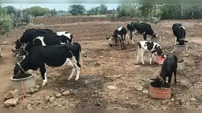 Farmers are doing whatever they can to keep their animals alive as Maharashtra’s deepening