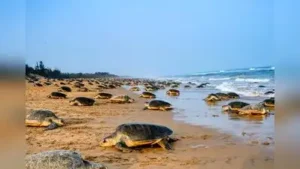 Forest dept brings out SOP for marine turtle conservation