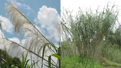 Department of Agriculture in Florida for erosion control and ornamental use, and is now listed