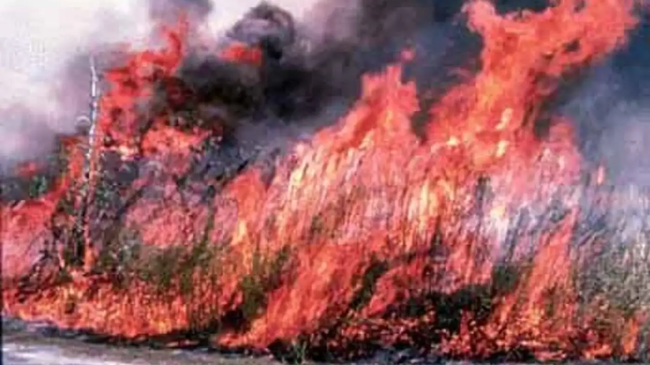 Department of Agriculture in Florida for erosion control and ornamental use, and is now listed