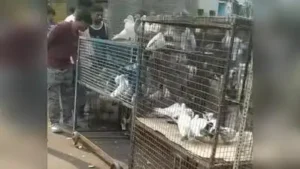 Kolkata: Nearly 95% of pet traders did not turn up at Galiff Street on Sunday, following